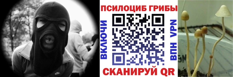 Псилоцибиновые грибы Psilocybine cubensis  Тында 